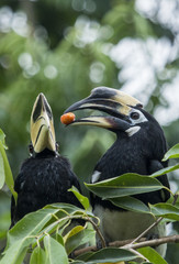 oriental pied hornbill