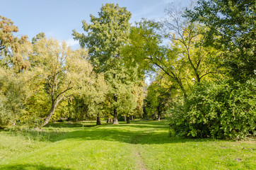 Fototapeta na wymiar Autumn trees in one of the parks in the city of Novi Sad - Serbia 