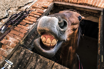 caballo feliz sonrisa