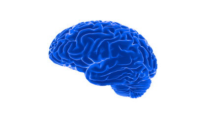 Human brain 3D render