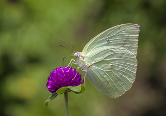 Motted Emigrant 