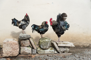 close up cock Dark Brahma Rooster standing on the road with two defocused hen in background