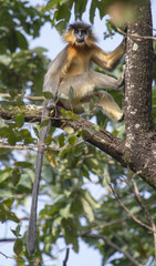 black capped langur