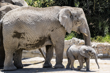 elefante con su bebé