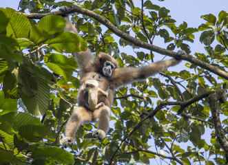 Hollock Gibbon with baby
