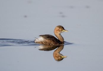  Little Grebe