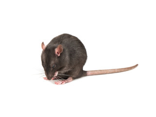 Grey rat isolate