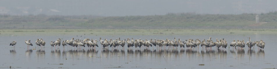 large number birds in lake 