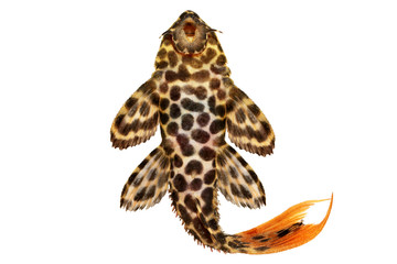 Leopard Cactus Pleco Pseudacanthicus leopardus aquarium fish  - obrazy, fototapety, plakaty
