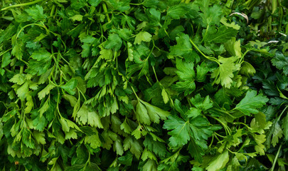 Fototapeta na wymiar parsley a sale day