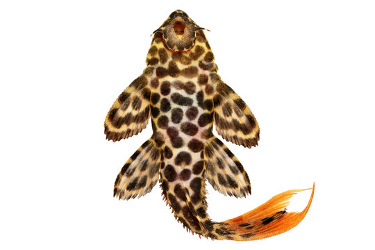 Leopard Cactus Pleco Pseudacanthicus leopardus aquarium fish 