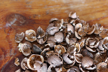 Walnut shell background