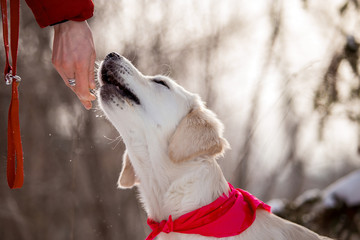 Golden Retriever dog in the winter forest