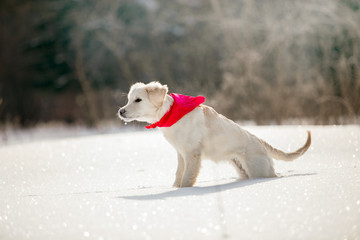 Golden Retriever dog in the winter forest