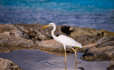 white egret in the water