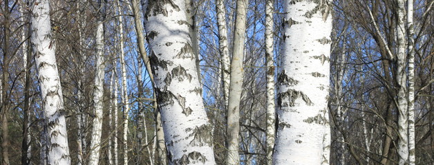 Trunks of birch trees in forest