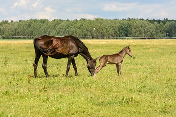 Naklejka na ściany i meble horse and foal graze on a green field in summer