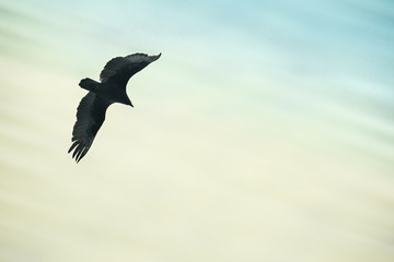 Majestic hawk flying through air seen from below with sky overhead