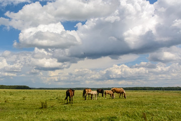 a herd of horses on a green field against the sky and clouds