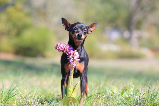Pinsher dog with flower