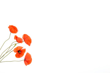 Red poppies on white background