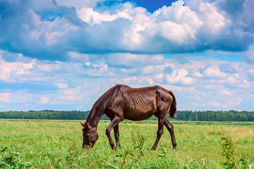 a thin horse walks on a green field