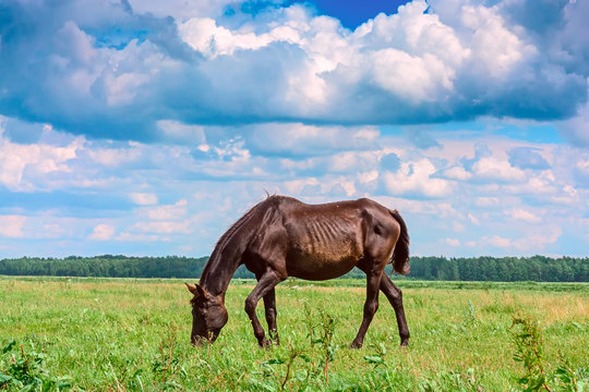 Fototapeta a thin horse walks on a green field