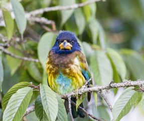Sikkim Birds