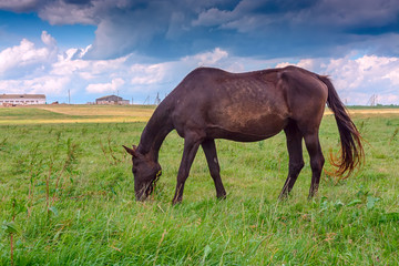 Fototapeta na wymiar a thin horse walks on a green field