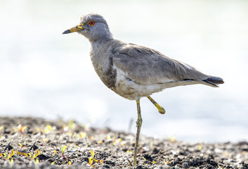 River Lapwing