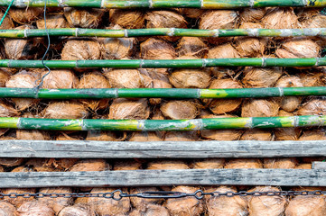 closeup coconuts for sale with soft-focus and over light in the background