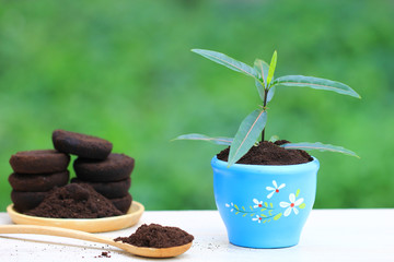 Coffee ground, Coffee residue is applied to the tree and is a natural fertilizer, Gardening hobby