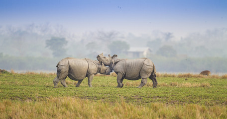 Fighting Rhino