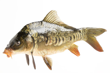 Fototapeta premium Live fish carp close-up