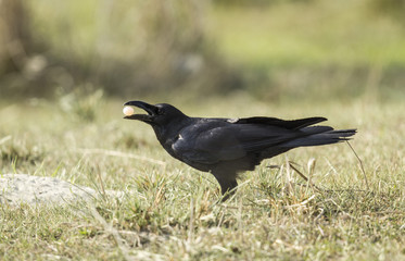 crow eating bird's egg