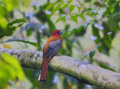 Red headed Trogan
