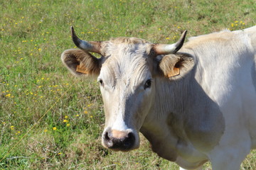 Cow staring at the camera