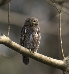 Asian Barred owlet