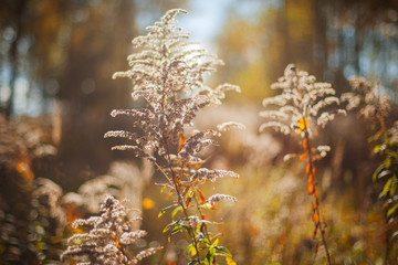 Autumn Grass Background