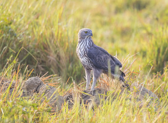 Changeable Hawk eagle