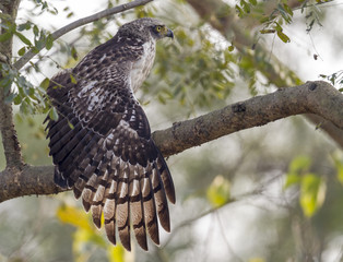 Crested Serpant Eagle