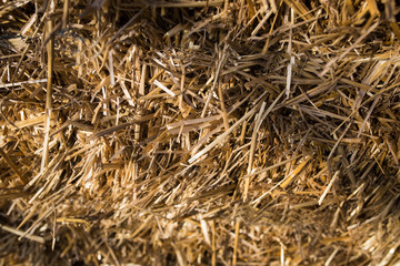 Texture wall close-up. Photographed in sunlight. Closeup