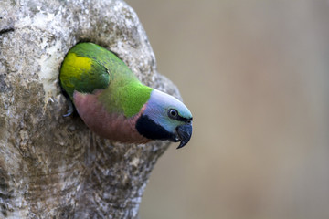 Parrotb peeping out of nest