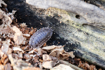 Kellerassel, Assel im toten Holz