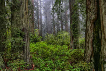 Foggy morning in a redwood forest in spring