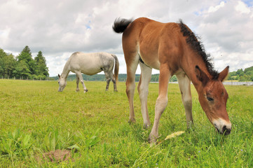 brown foal grazing grass with mare background in a meadow 