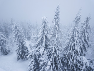 Flight over snowstorm in a snowy mountain coniferous forest, uncomfortable unfriendly winter weather.