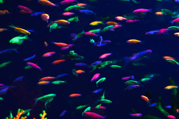 Naklejka na ściany i meble Lots of small neon fish in the aquarium