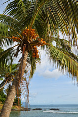 Coconut palm Seychelles islands