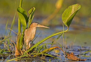 Yellow bittern